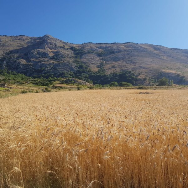IMG-20220711-WA0004